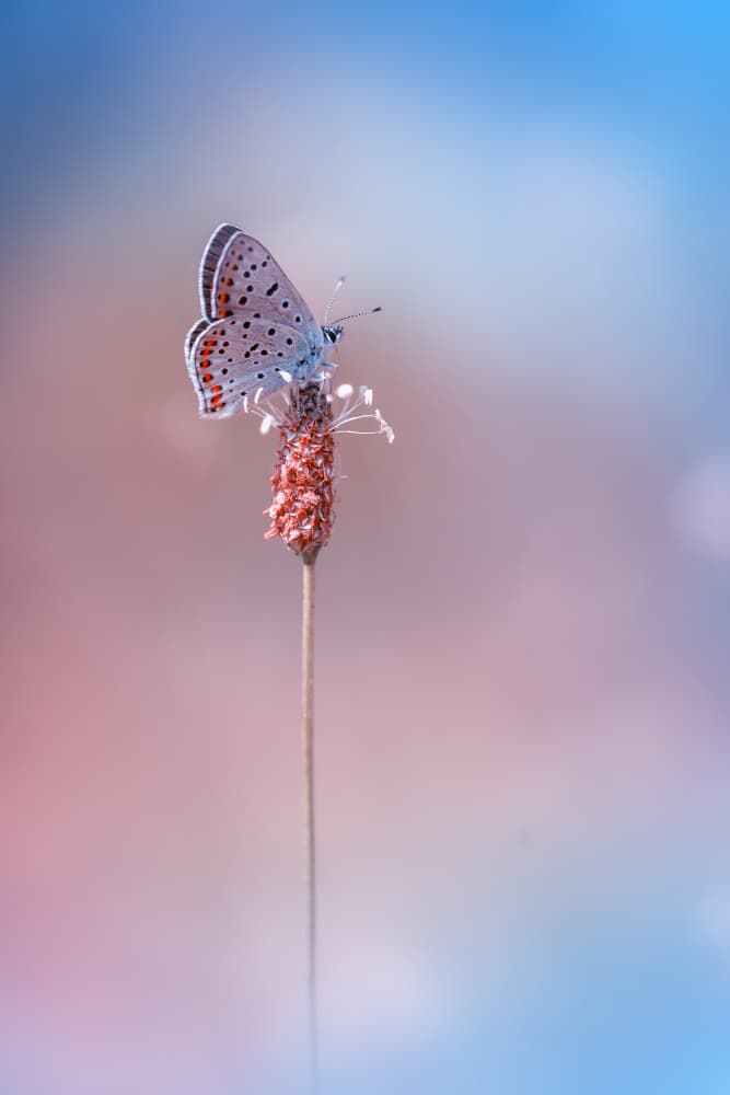 Soft Blue Butterfly by Fabrizio Daminelli — canvas wall art