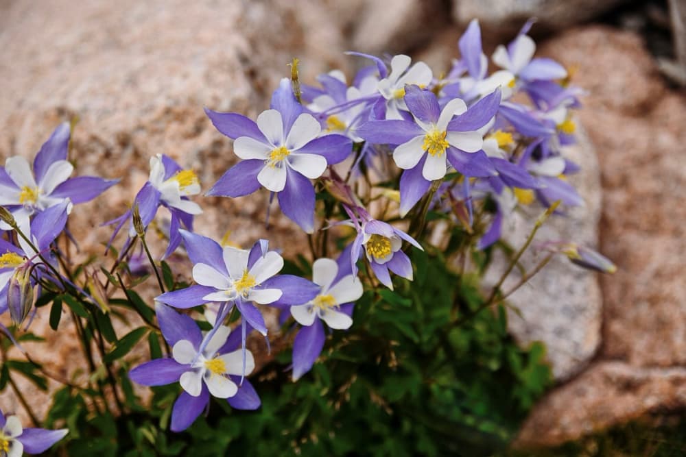 Rocky Mountain Columbines by Del Mundo Imagery — canvas wall art