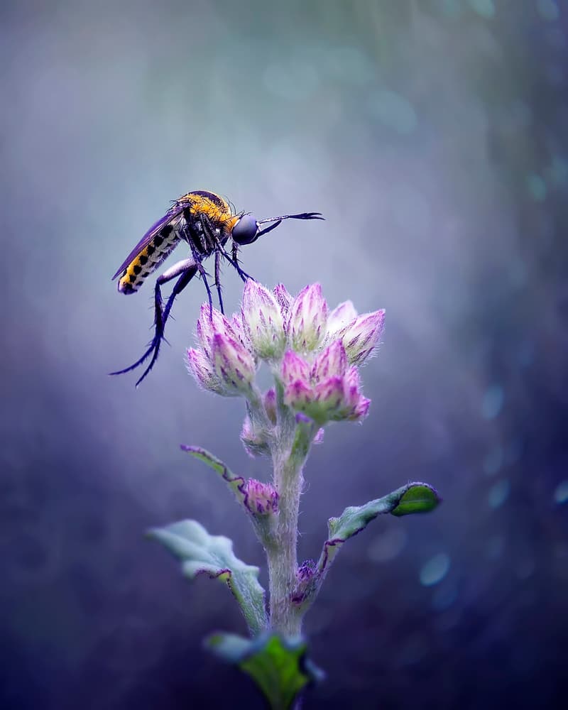 Delicate Fly on Bloom by Fauzan Maududdin — canvas wall art