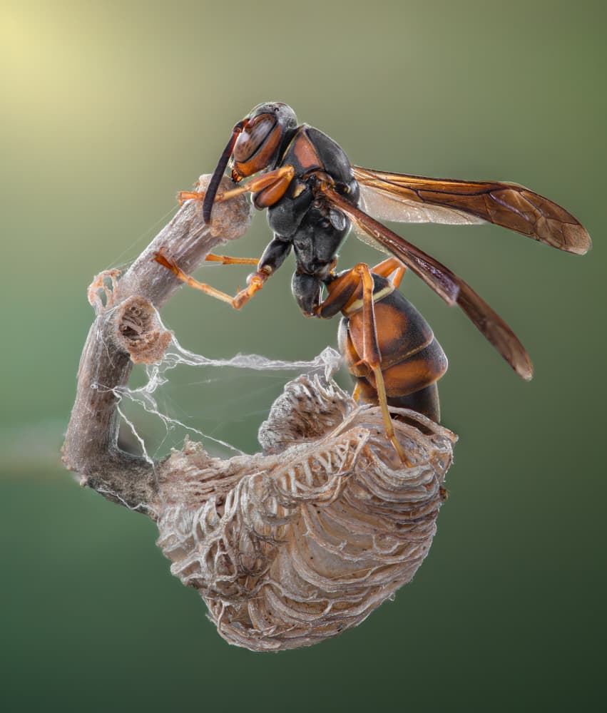 Wasp Building Nest by Atul Saluja — canvas wall art