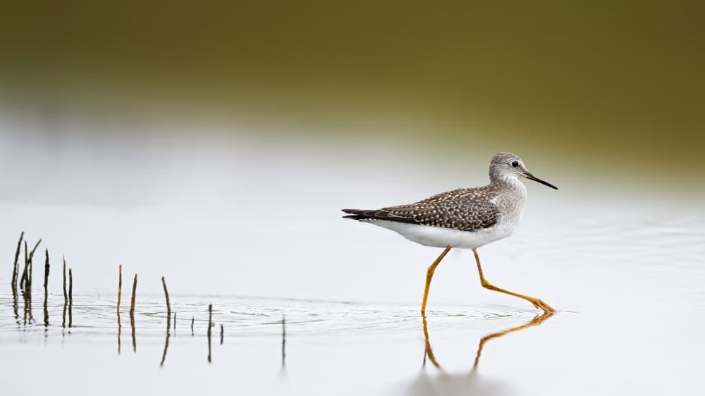 Yellowlegs Serene Walk by Robert Zhang — canvas wall art
