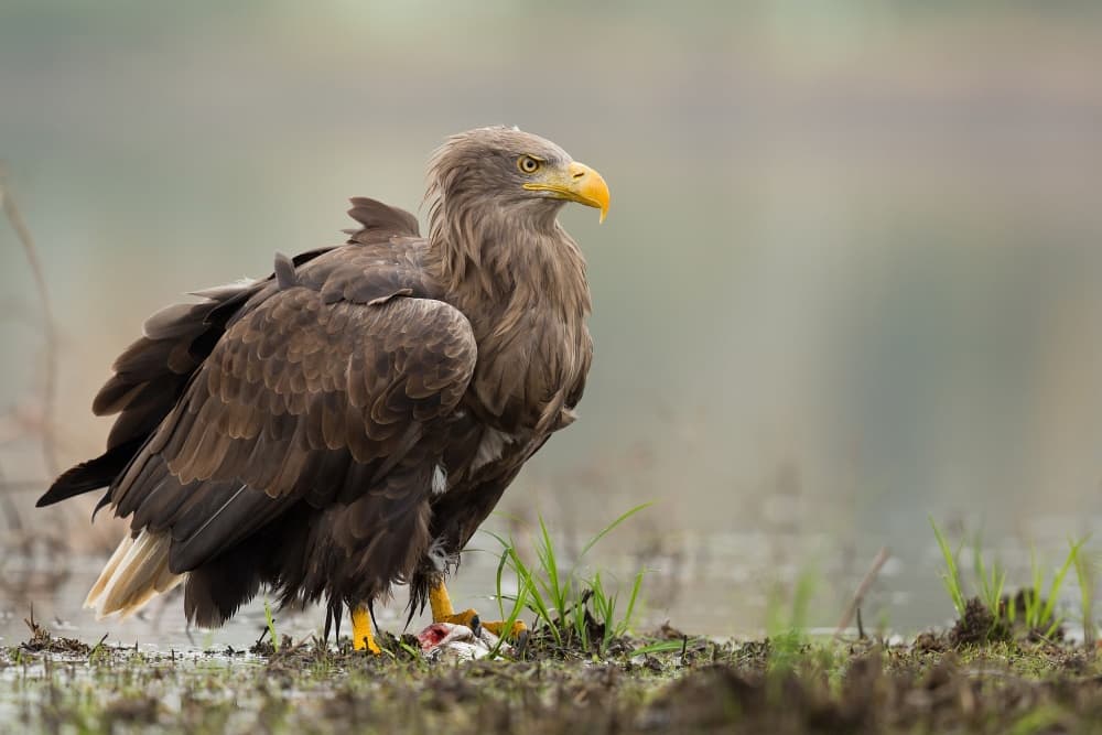 Majestic Sea Eagle by Milan Zygmunt — canvas wall art