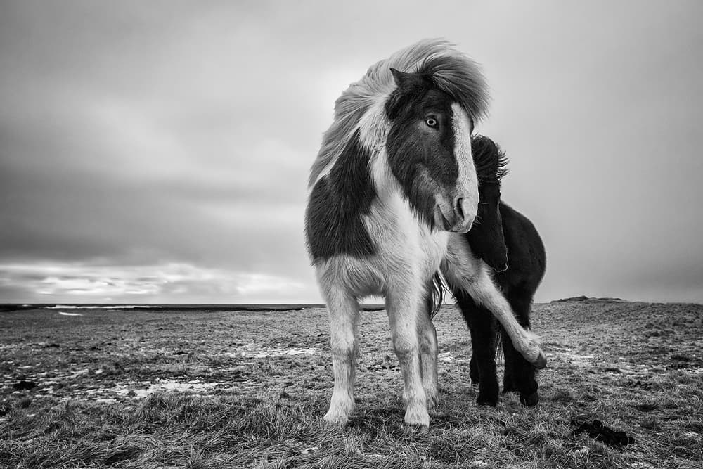 Dramatic Icelandic Horses by Bragi Ingibergsson - BRIN — canvas wall art