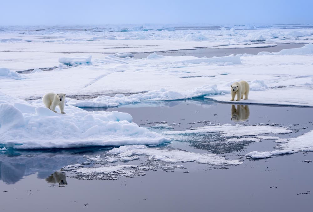 Arctic Polar Bears by Manish Nagpal — canvas wall art