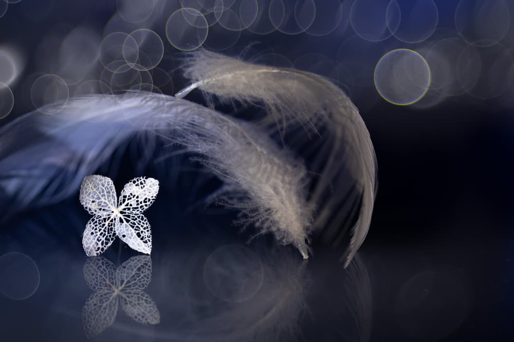 Ethereal Feathers and Leaf by Igor Kopcev — canvas wall art