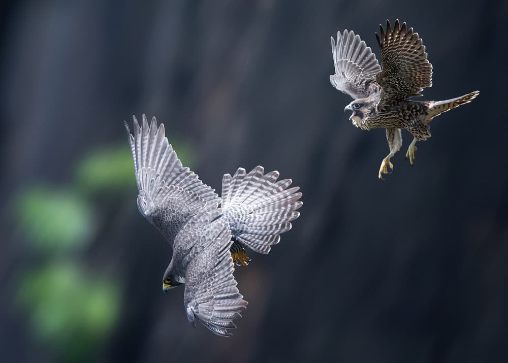 Falcons In Pursuit by Tao Huang — canvas wall art