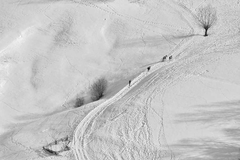 Winter Mountain Path by Emilian Avramescu — canvas wall art