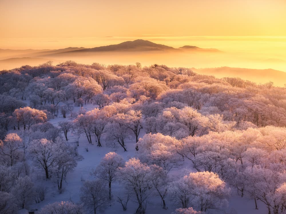 Golden Winter Forest Glow by Yuan Cui — canvas wall art