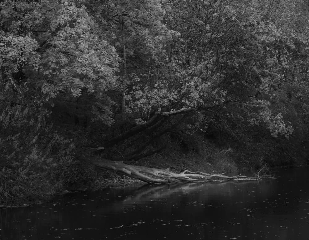 Forest River Serenity by Ingrida Urbonavičienė — canvas wall art