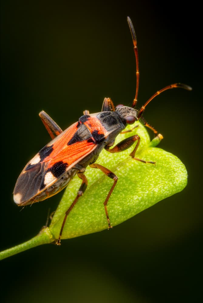 Vibrant Red Bug by Eduard Andrica — canvas wall art