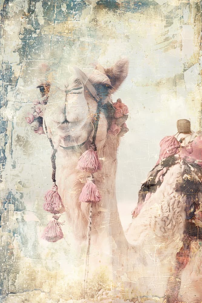 Bohemian Pink Camel by Rafal Kulik — canvas wall art