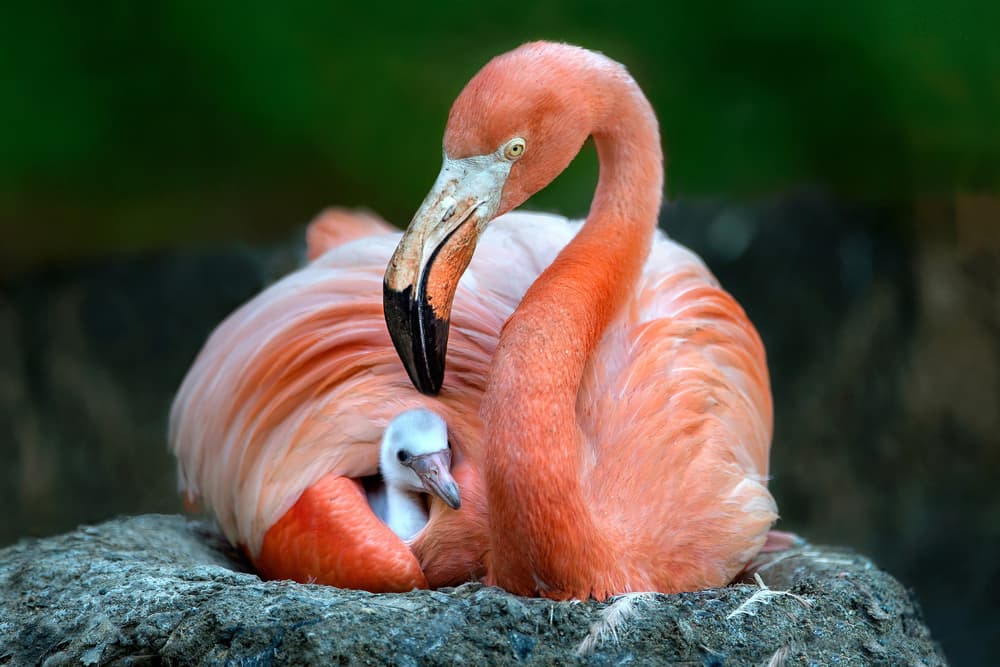 Pink Flamingo Nurturing Chick by Xavier Ortega — canvas wall art