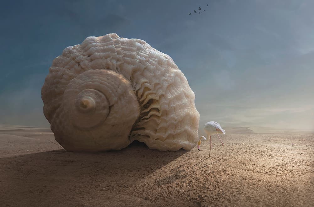 Flamingo and Giant Shell by Sulaiman Almawash — canvas wall art
