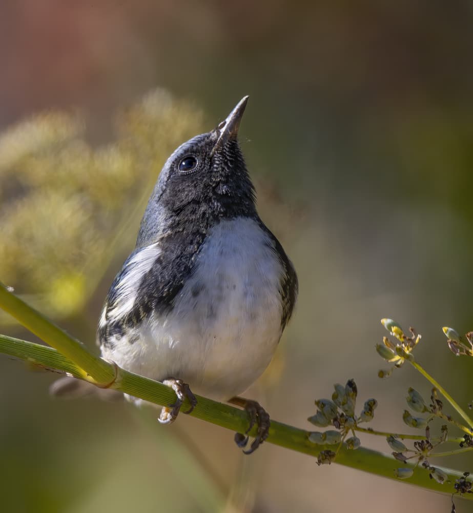Curious Bird Looking Up by Judy Tseng — canvas wall art