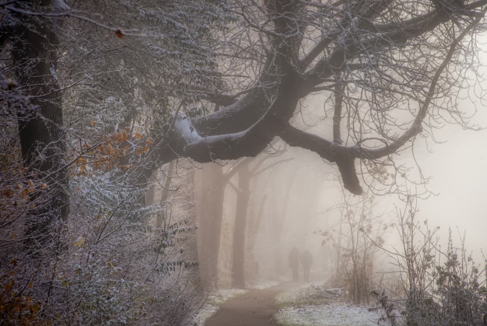 Misty Winter Walk by Piet Haaksma — canvas wall art
