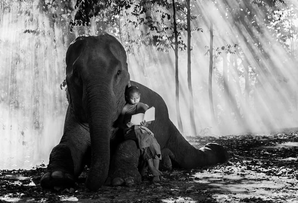 Monk Reads with Elephant by Rae Zhang — canvas wall art