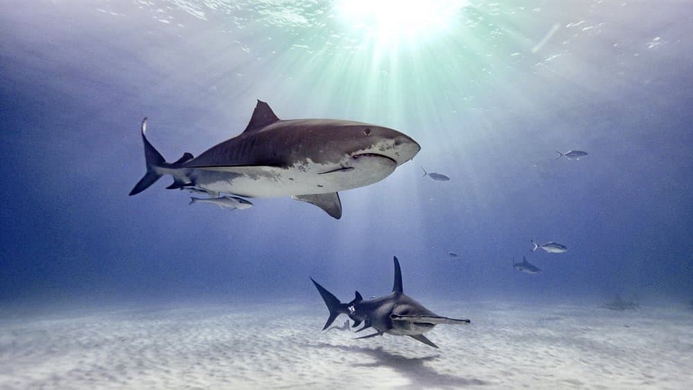 Ocean Predators Sunlight by Serge Melesan — canvas wall art