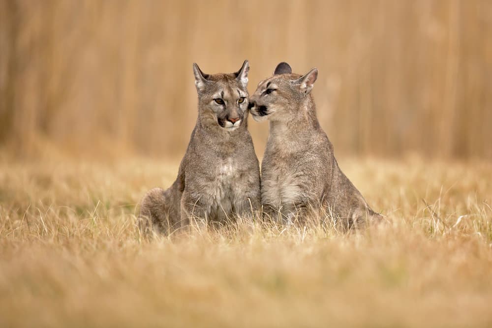 Gentle Mountain Lions by Milan Zygmunt — canvas wall art
