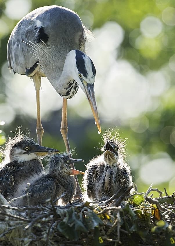 Heron Family Nest by Andrey Narchuk — canvas wall art