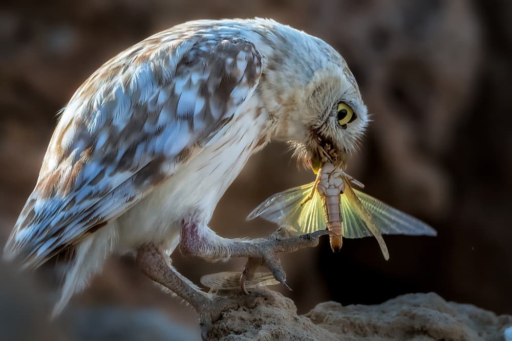 Owl's Nocturnal Feast by Abdelkader Allam — canvas wall art
