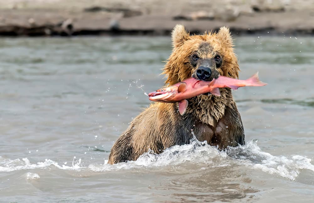 Grizzly Bear Fishing by Giuseppe DAmico — canvas wall art