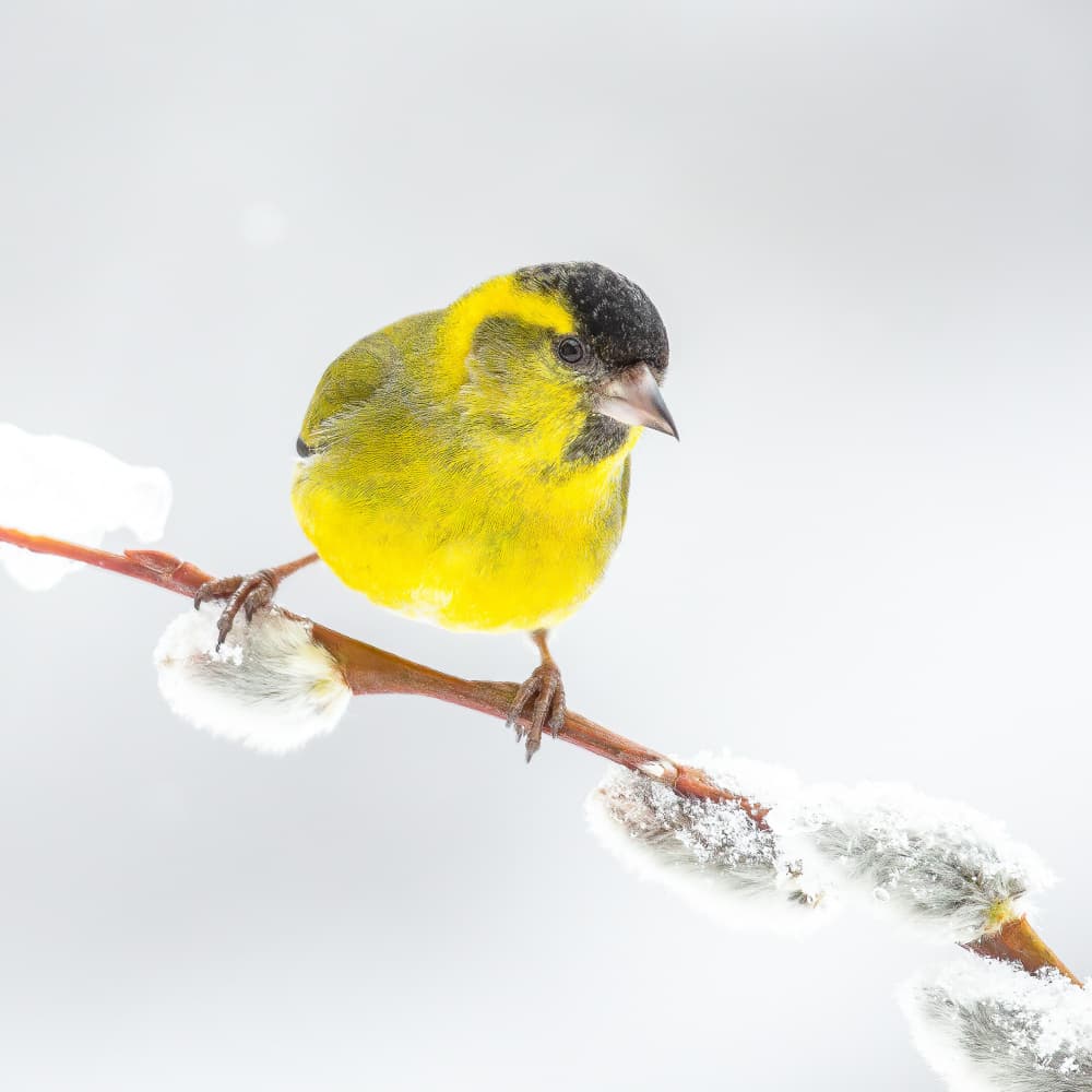 Yellow Finch Winter Branch by Annie Keizer — canvas wall art