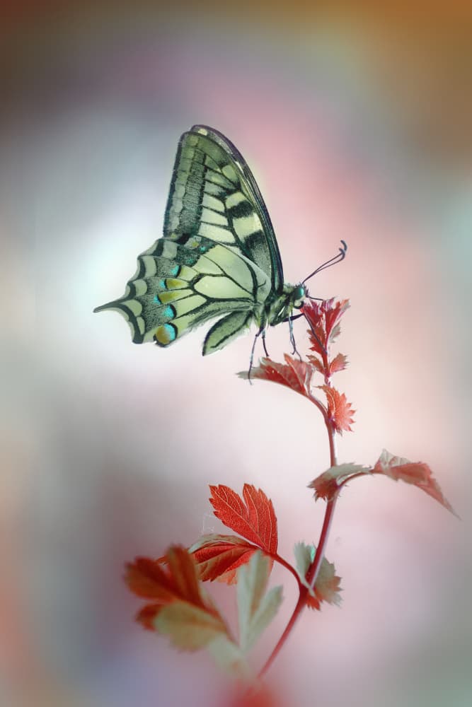 Swallowtail Butterfly Grace by Fabrizio Daminelli — canvas wall art