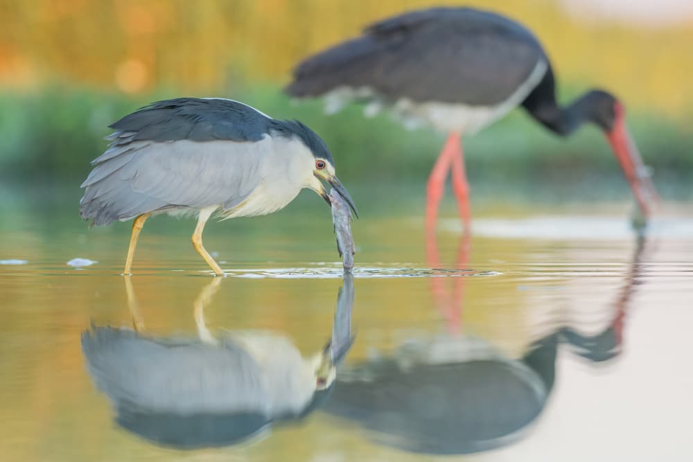 Heron Catches Fish by Dirk Koster — canvas wall art