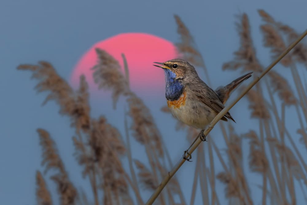 Bluethroat Sunset Song by אייל בר אור • Eyal Bar Or — canvas wall art