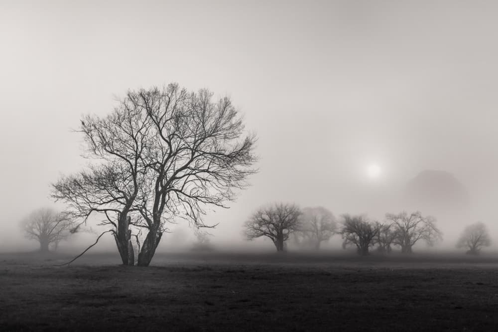 Misty Winter Trees by YoungIl Kim — canvas wall art