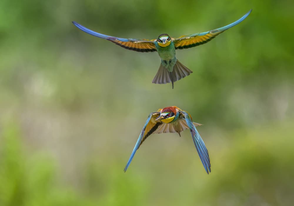 Colorful Bee-eaters in Flight by Marketa Zvelebil PhD LRPS CrGP. — canvas wall art