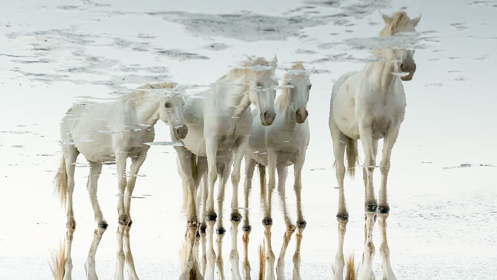 White Horses Reflection by Joan Gil Raga — canvas wall art