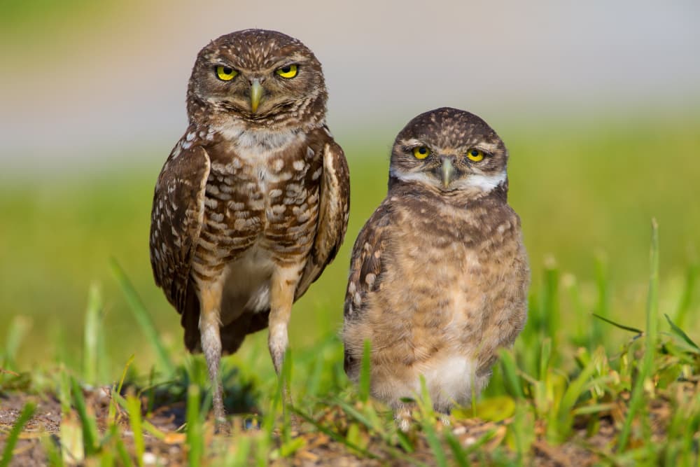 Watchful Burrowing Owls by Mike He — canvas wall art