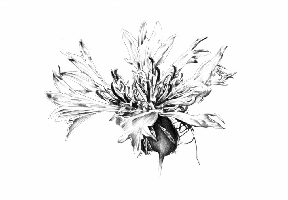 Monochrome Cornflower Study by Kulik — canvas wall art
