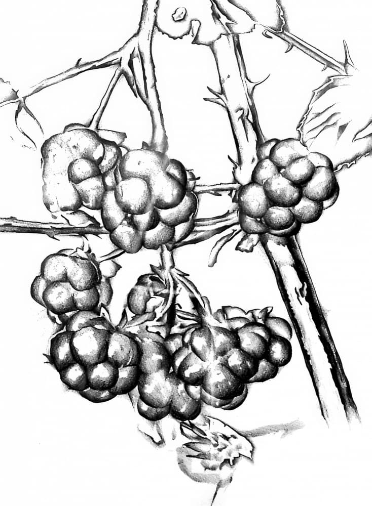 Ripe Wild Berries by Kulik — canvas wall art