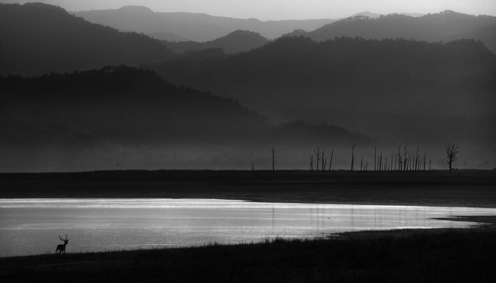 Deer And Misty Mountains by swapnil deshpande — canvas wall art