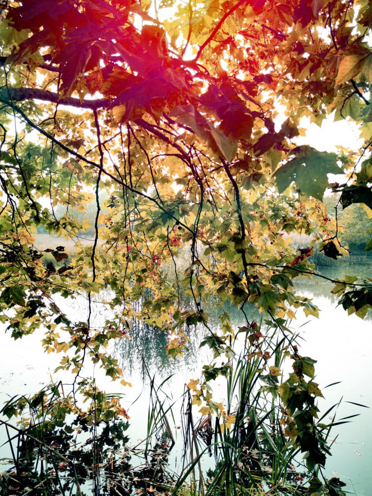 Golden Leaves Over Water by Angelo Cerantola — canvas wall art