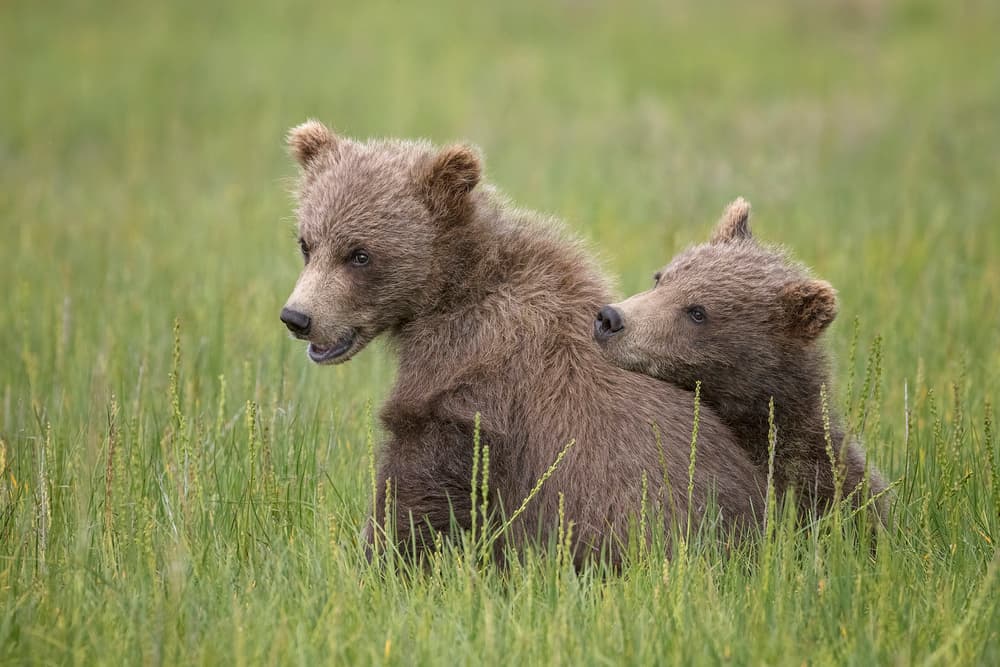 Playful Bear Cubs by Renee Doyle — canvas wall art