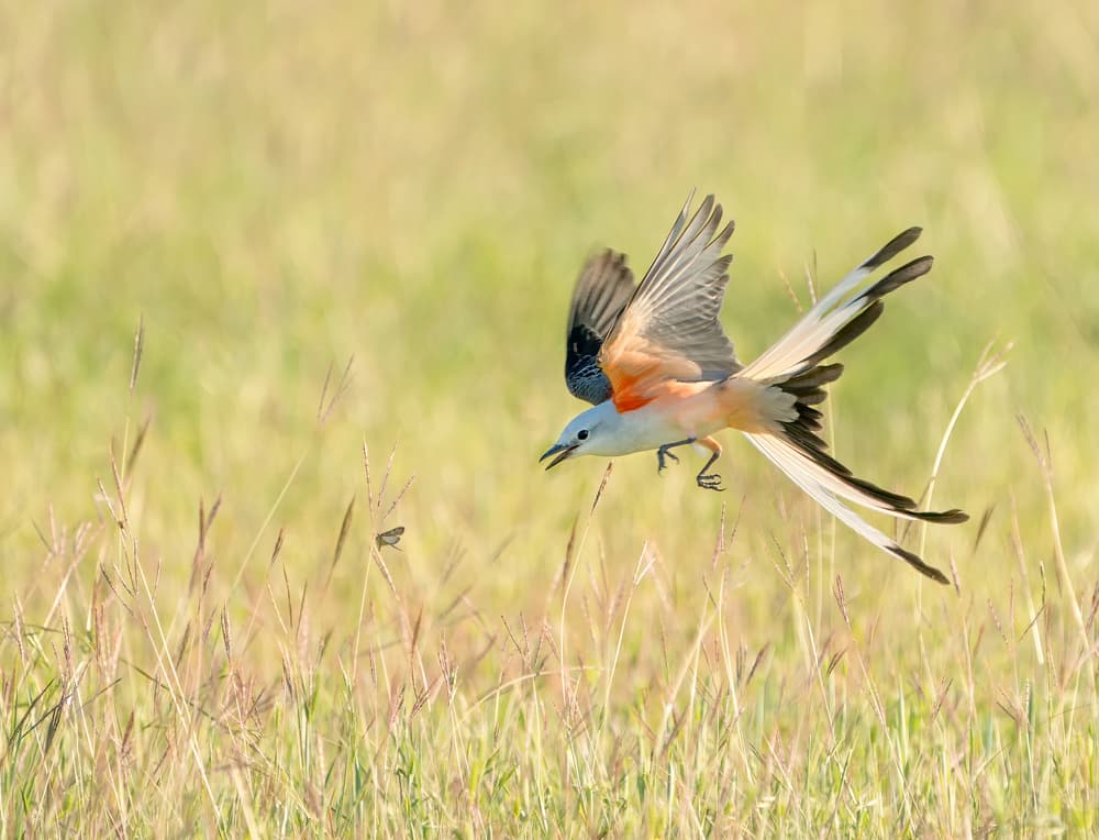 Orange Flycatcher in Flight by Alex Li — canvas wall art