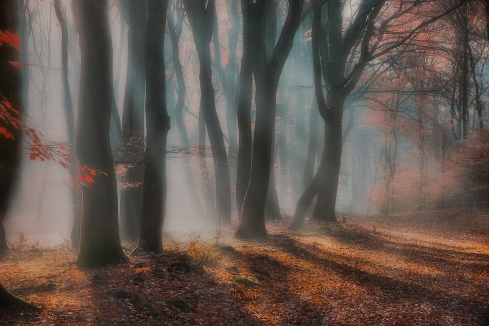 Misty Autumn Forest by Piet Haaksma — canvas wall art