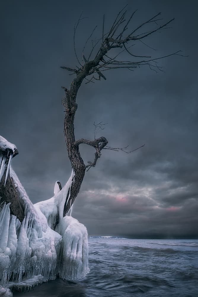 Frozen Shoreline Tree by Ben.C.L — canvas wall art
