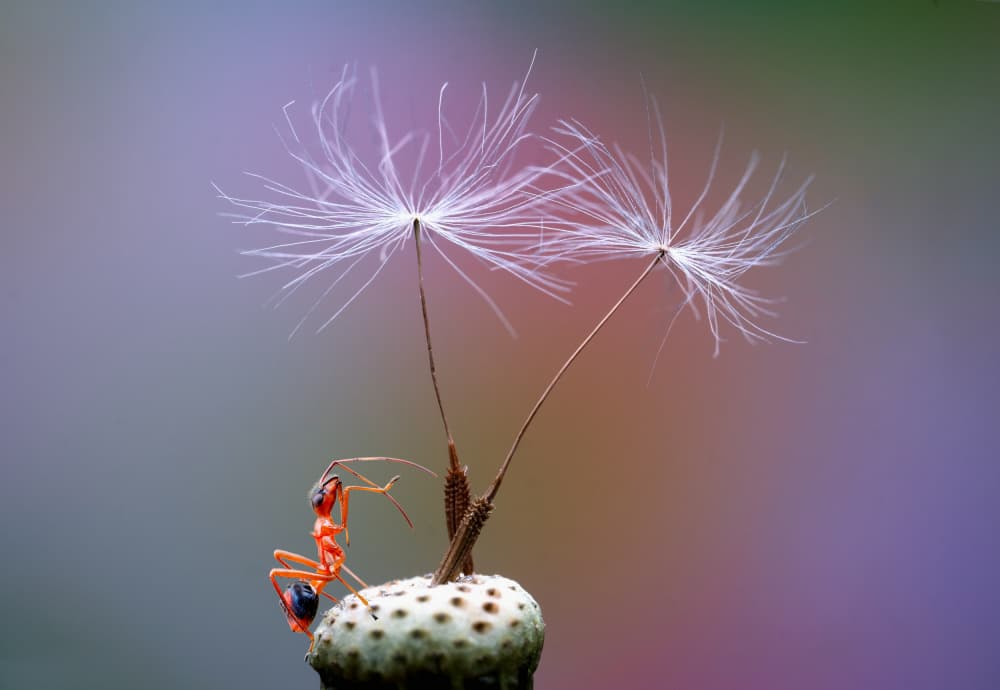 Tiny Ant Dandelion Seeds by Summer2016 — canvas wall art