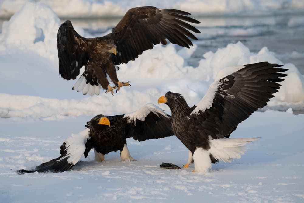 Steller's Sea Eagles Winter by Chao Feng 天馬 — canvas wall art