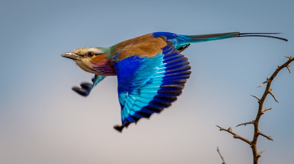 Vibrant Bird In Flight by Jeffrey C. Sink — canvas wall art