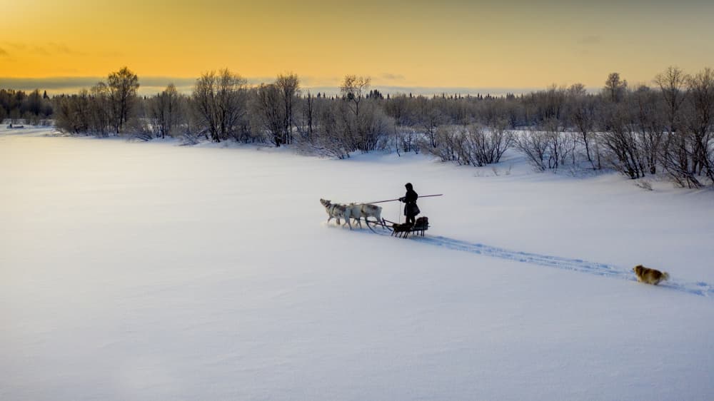 Golden Winter Dog Sled by Marcel Rebro — canvas wall art