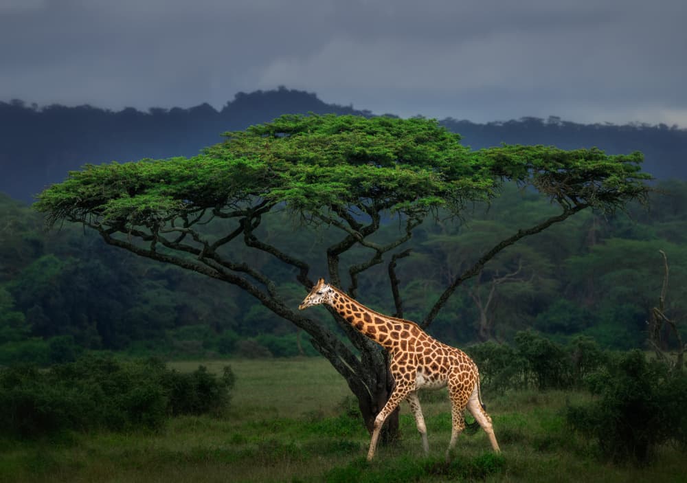 Giraffe Under Acacia Tree by Allen SDCA — canvas wall art