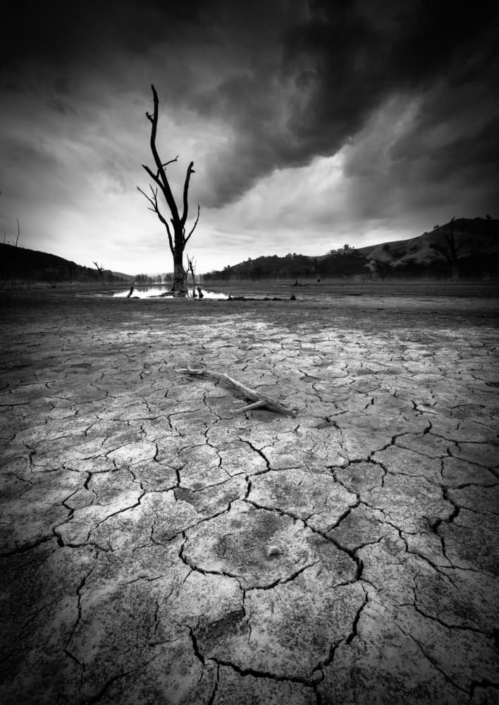 Dead Tree Drought by Allan Li wp — canvas wall art