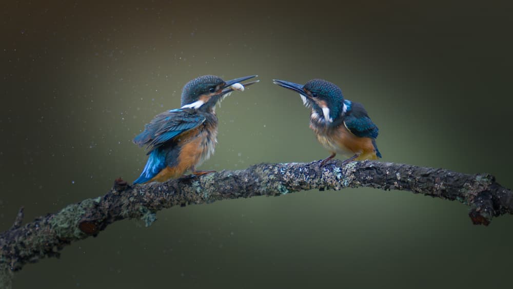 Kingfishers Sharing Fish by tianhuayu — canvas wall art