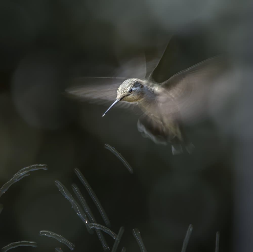 Hummingbird In Flight by Judy Tseng — canvas wall art
