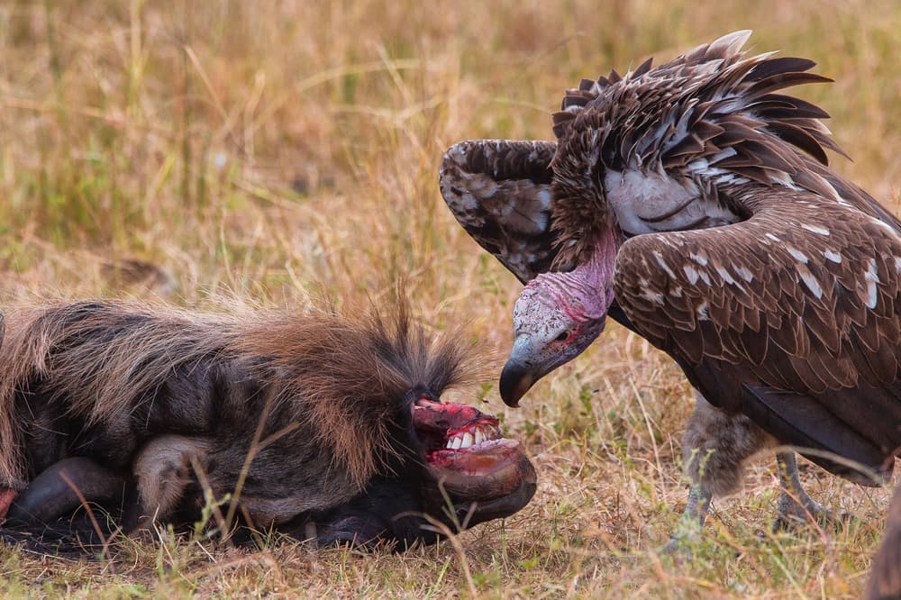 African Vulture and Carcass by Mohammed Alnaser — canvas wall art